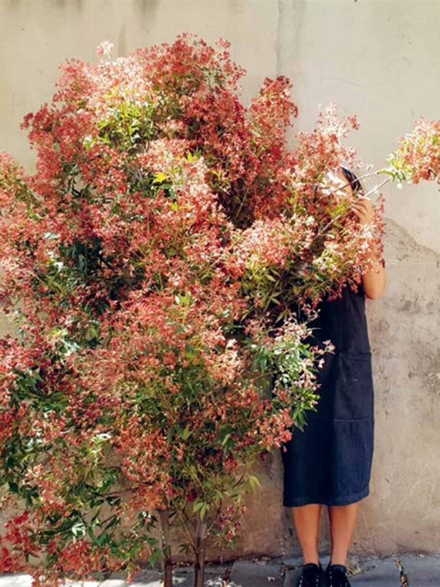 Bush Flowers