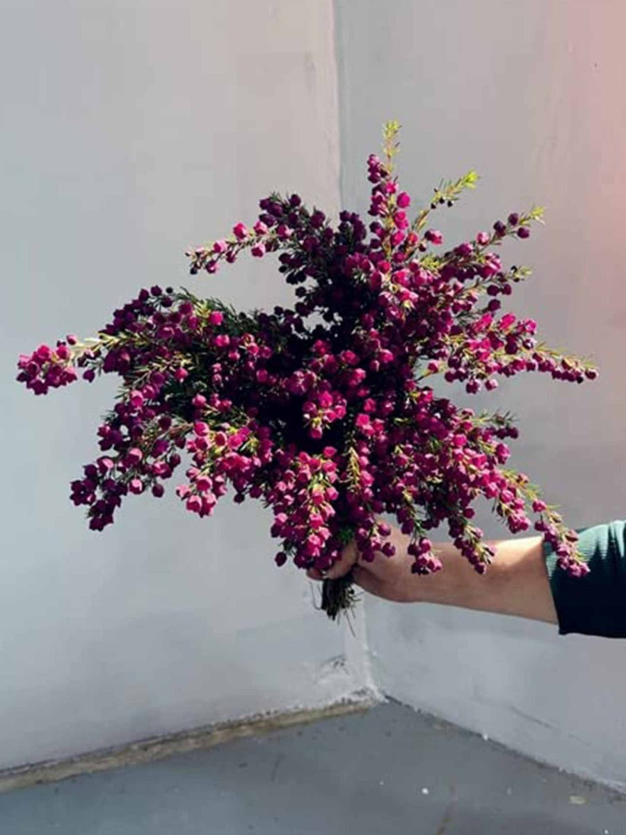 Bush Flowers
