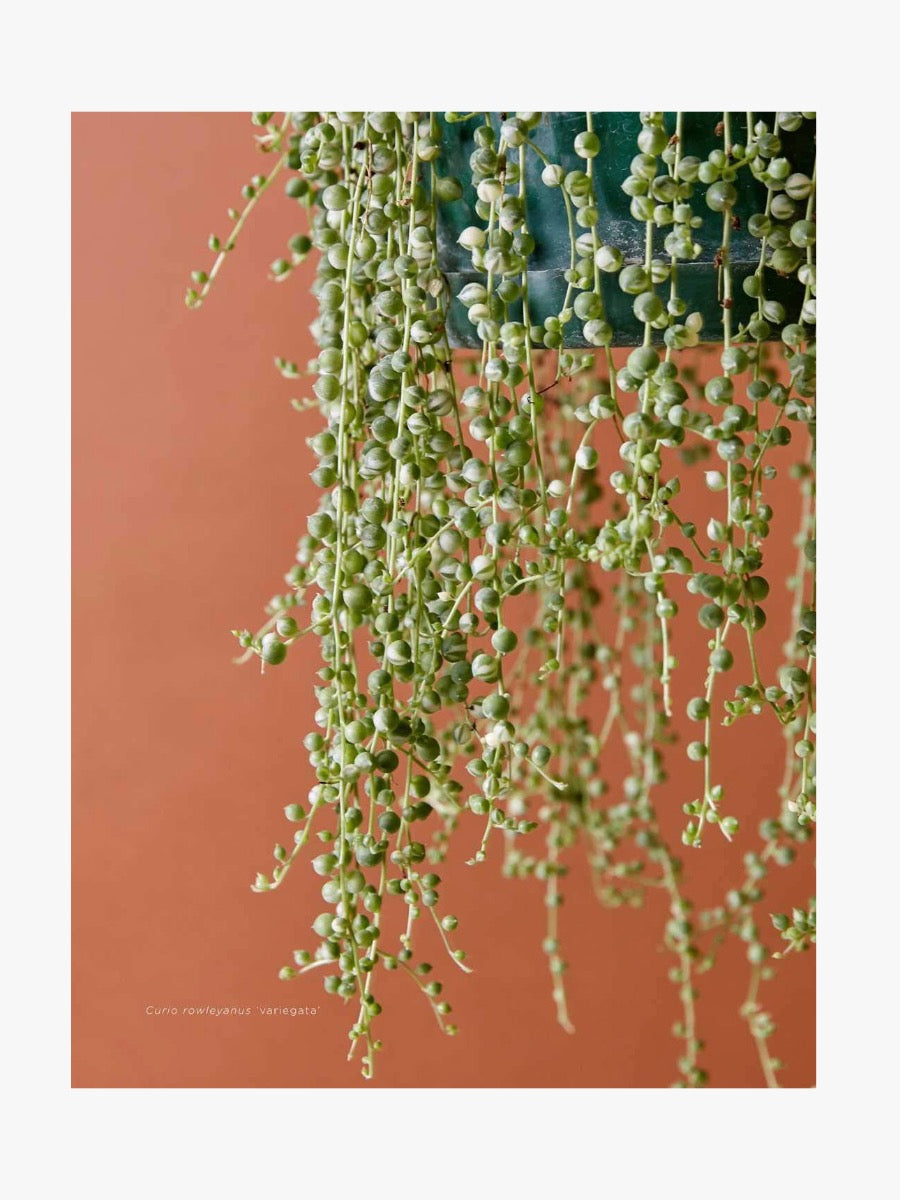 Plantopedia