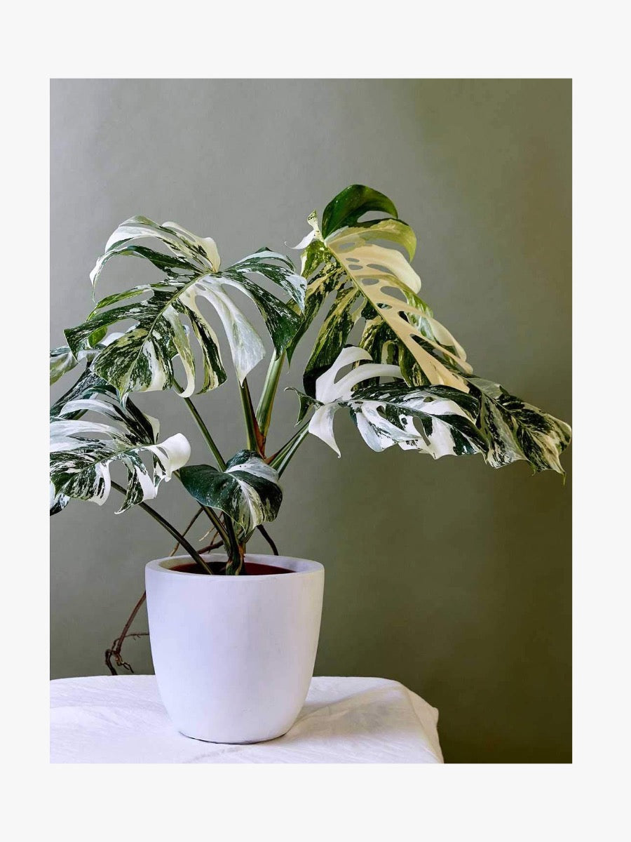 Plantopedia