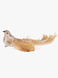 Champagne Spray Tailed Bird