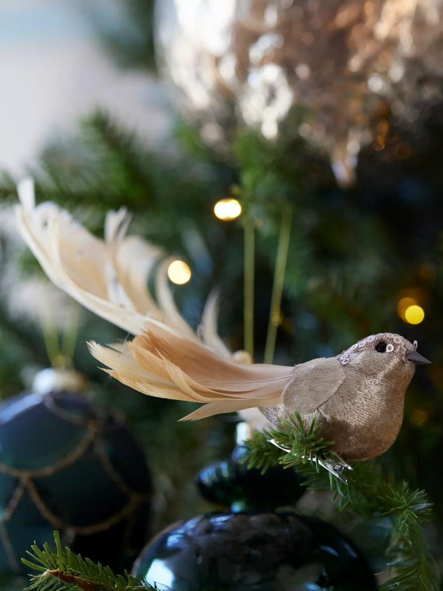 Champagne Spray Tailed Bird