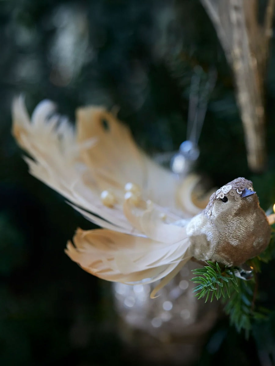 Champagne Spray Tailed Bird