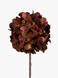 Autumnal Hydrangea Stem