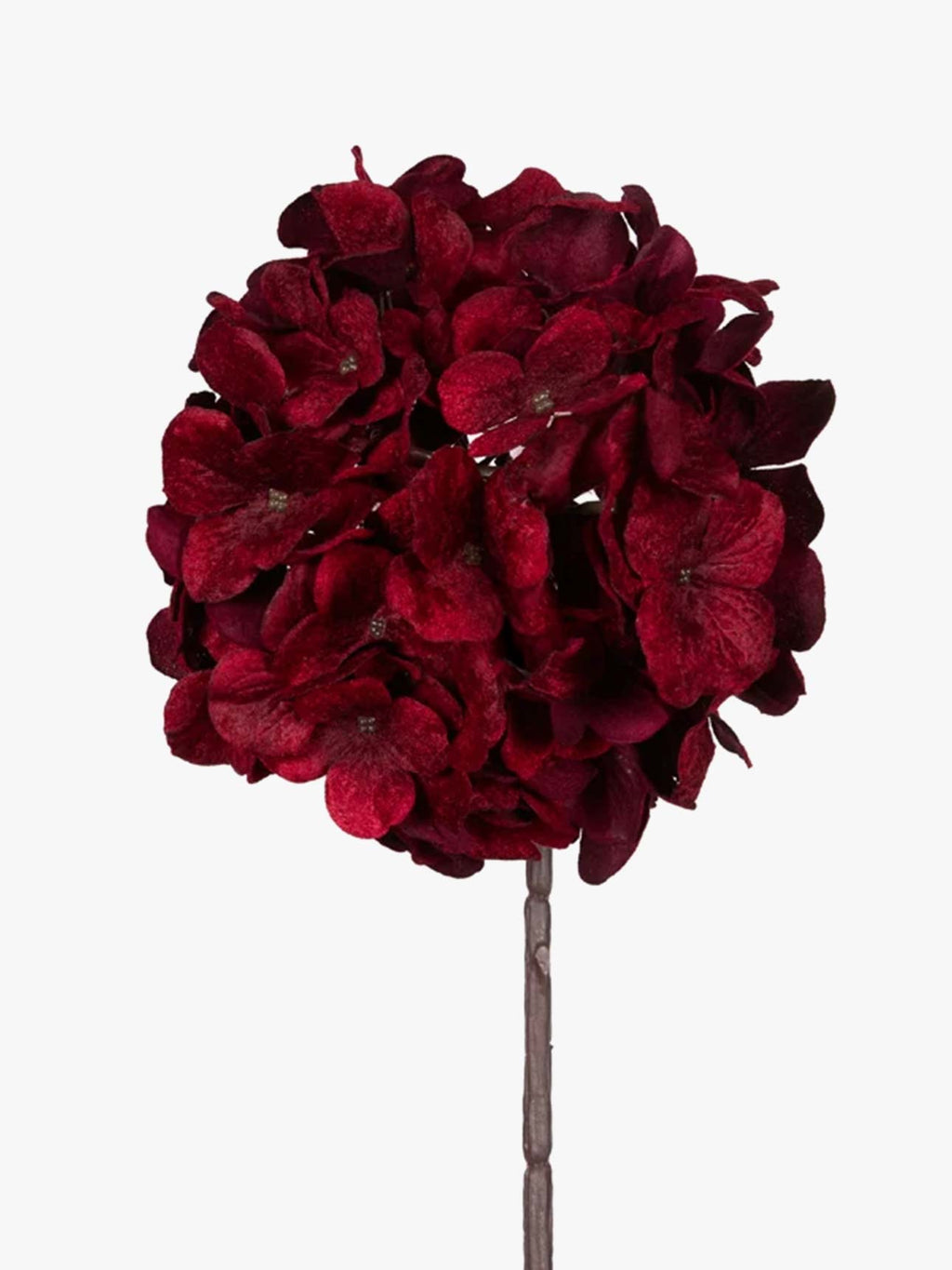 Crimson Hydrangea Stem