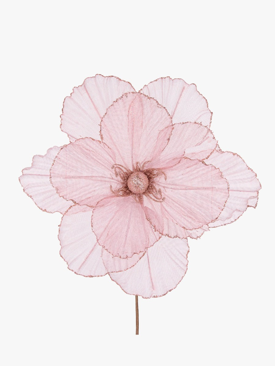 Sheer Pink Camellia