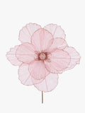 Sheer Pink Camellia
