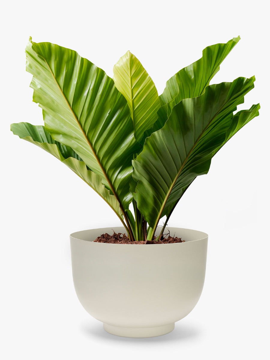 Orlo Metal Planter in Stone - Large