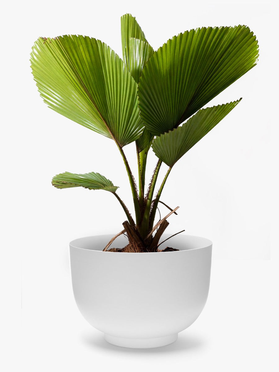 Orlo Metal Planter in White - Large