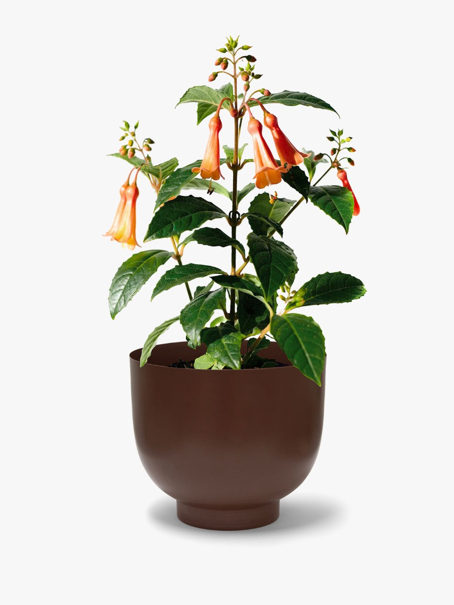 Orlo Metal Planter in Clove - Medium