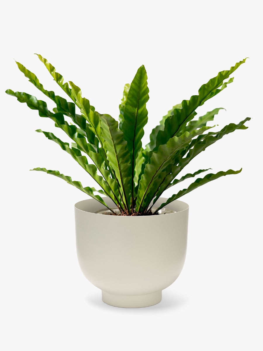 Orlo Metal Planter in Stone - Medium