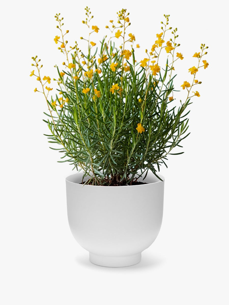 Orlo Metal Planter in White - Medium