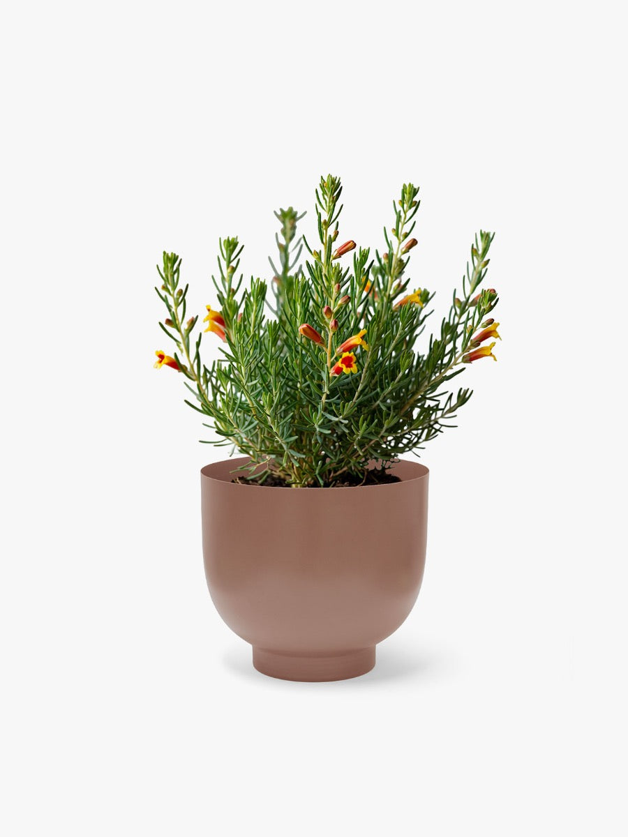 Orlo Metal Planter in Clay - Small