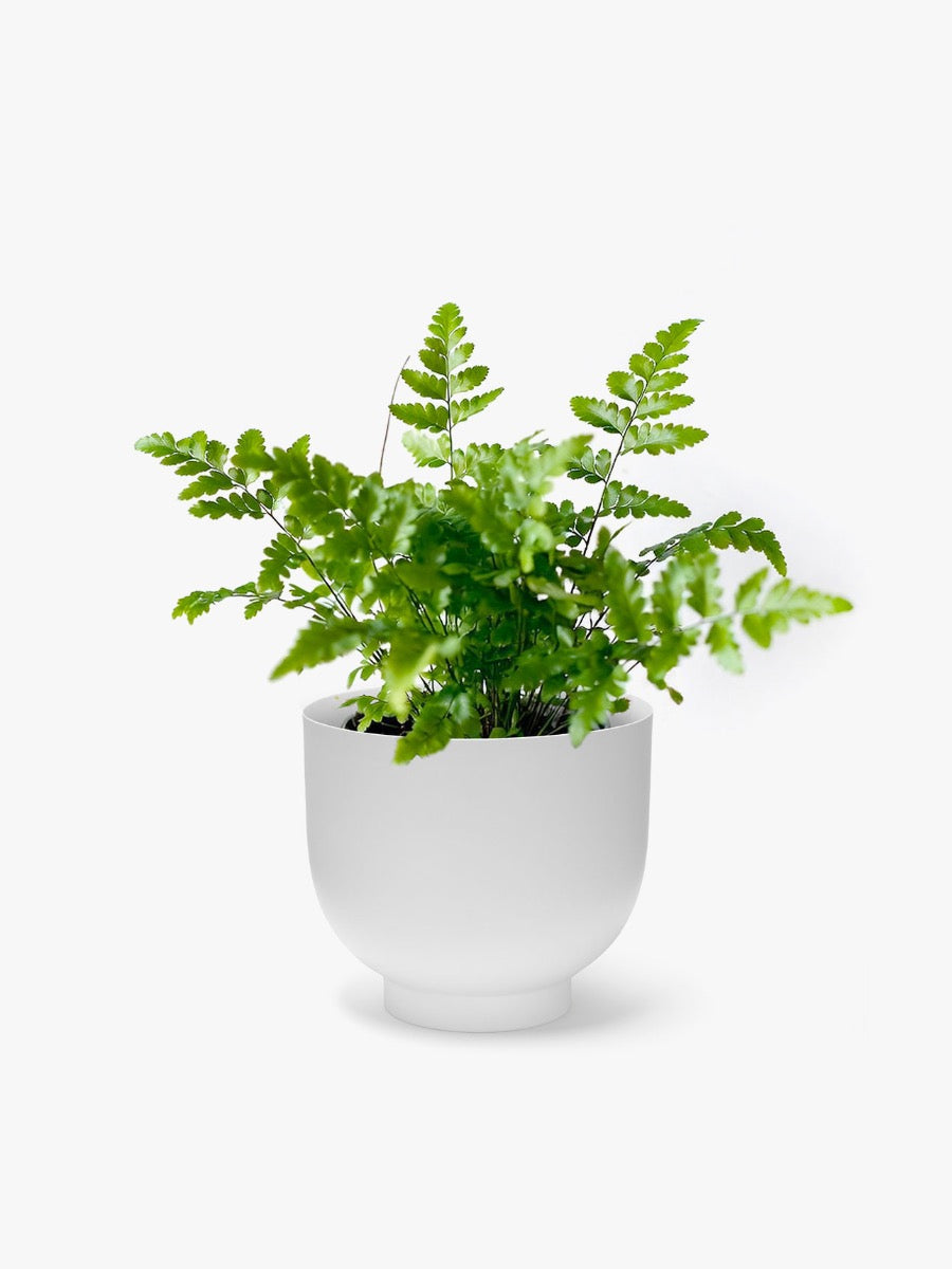 Orlo Metal Planter in White - Small