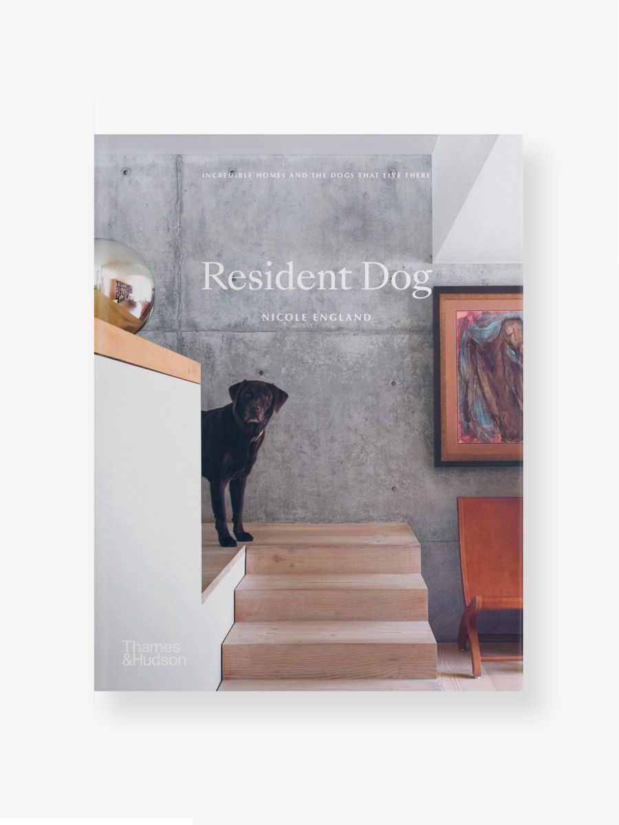 Resident Dog